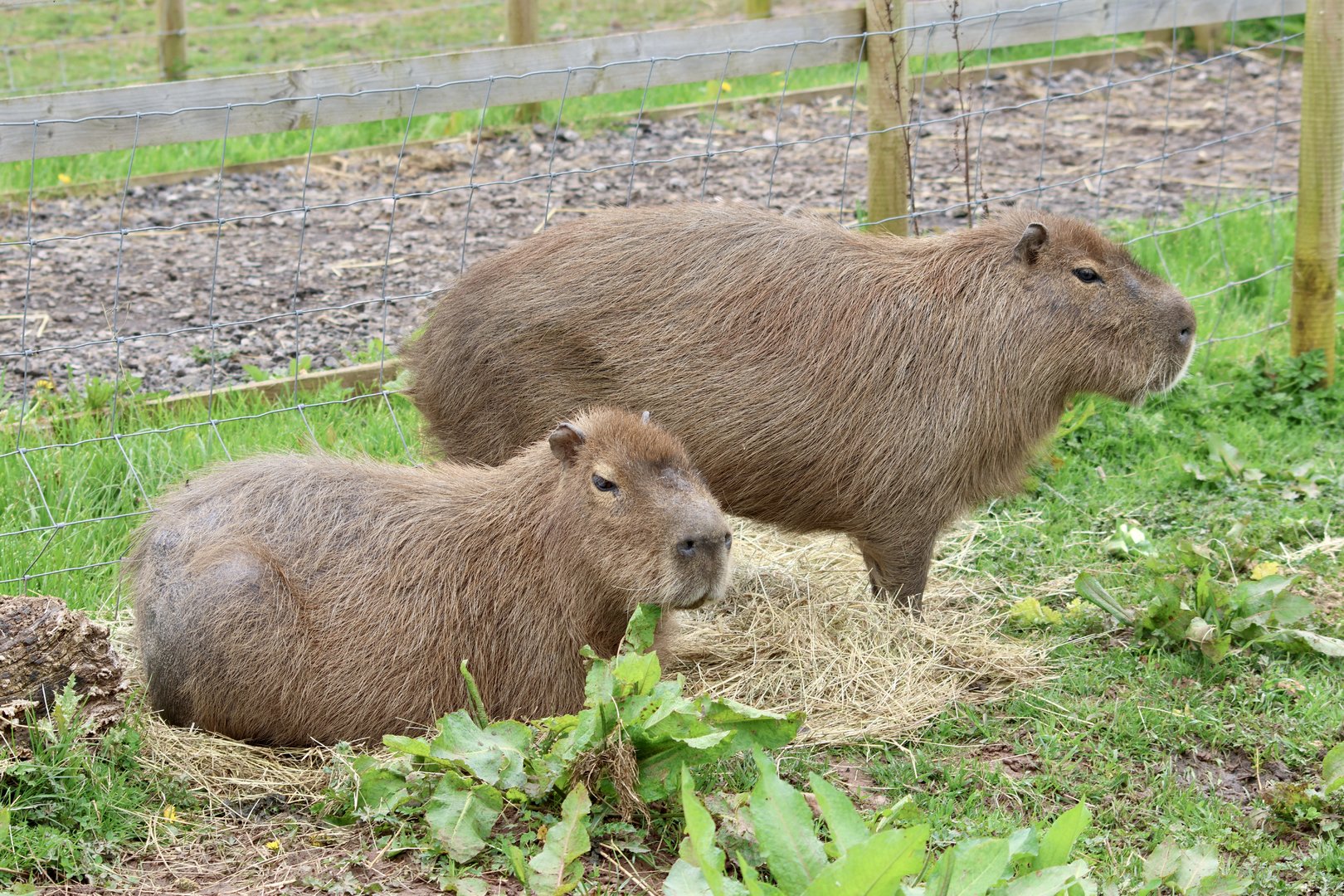 Capybara