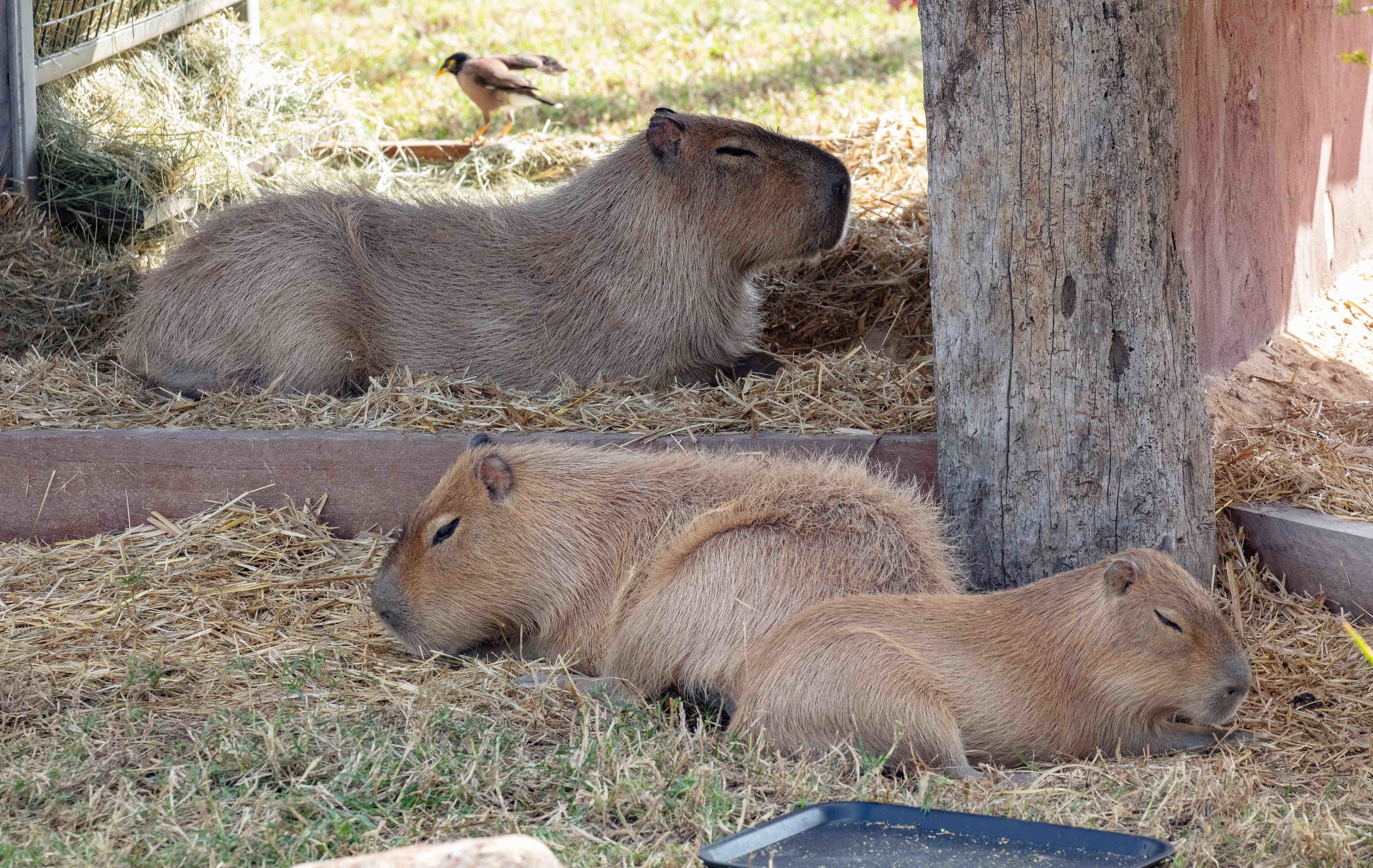 Capybara