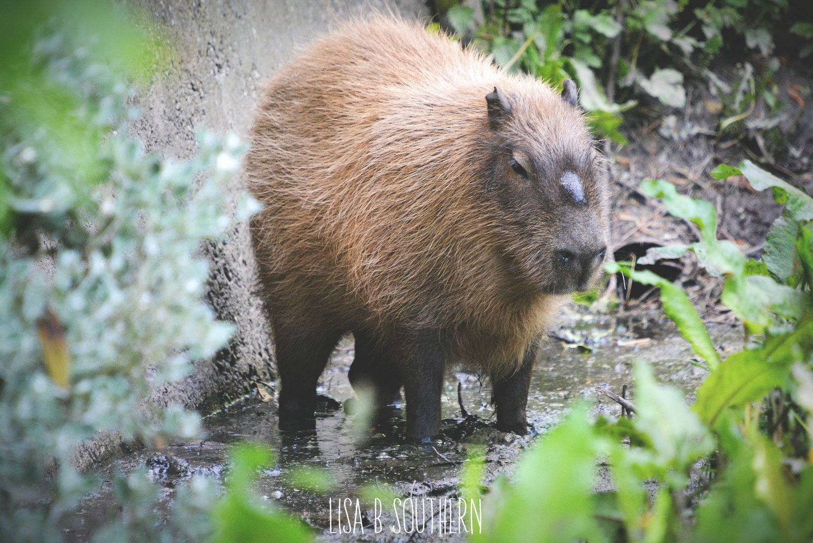 capybara