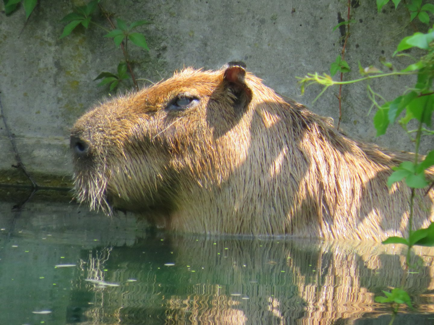 Capybara