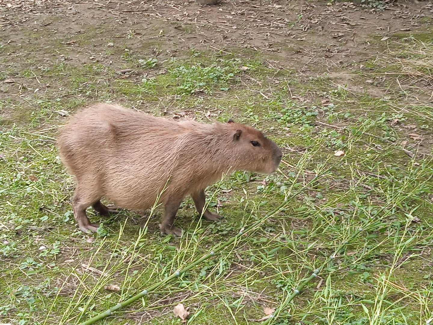 Capybara