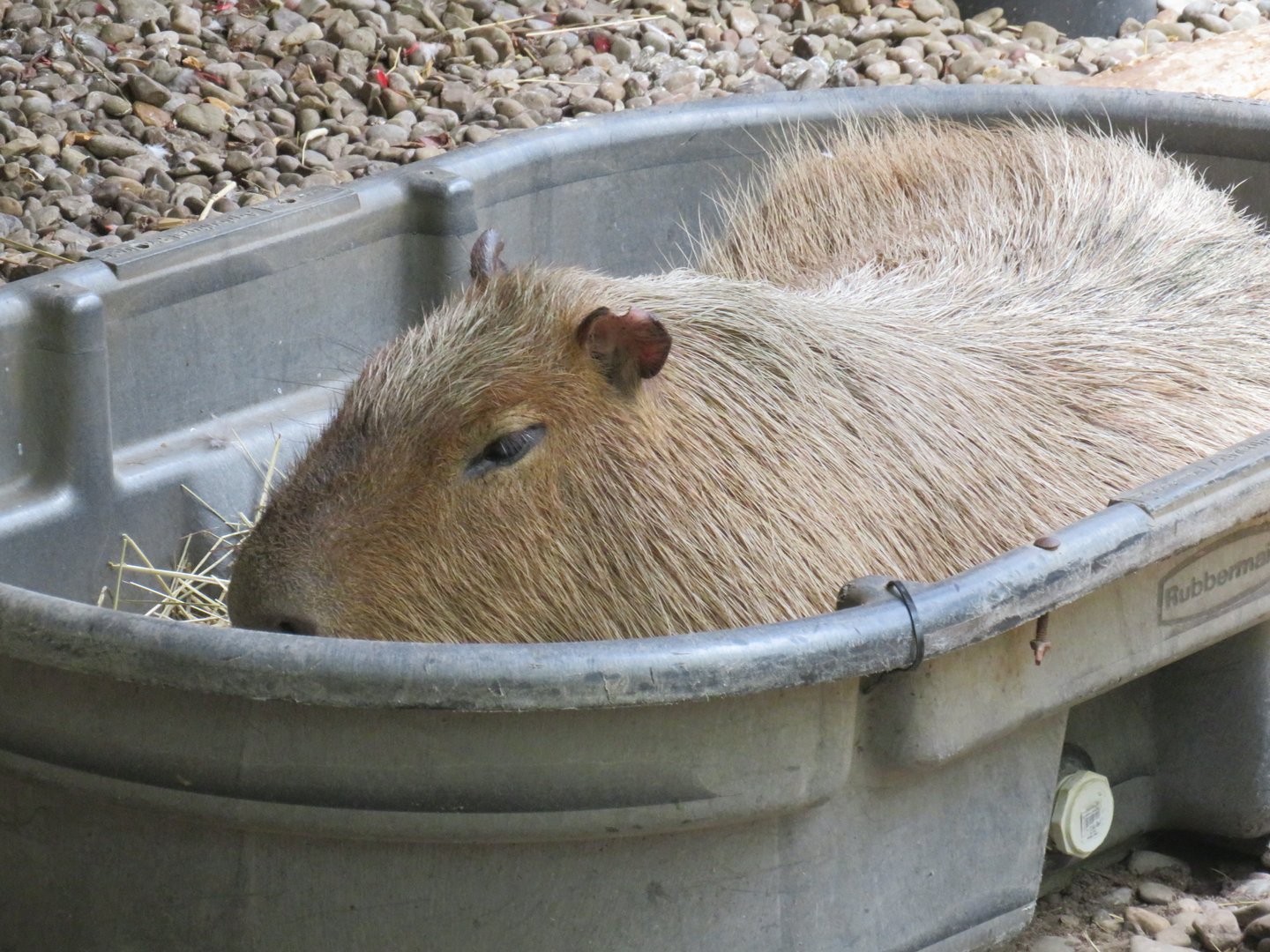 Capybara