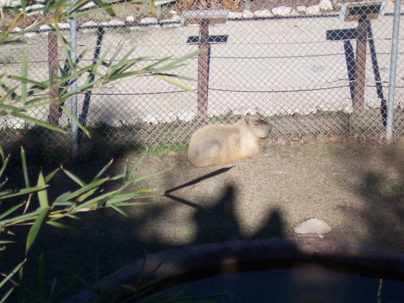 Capybara