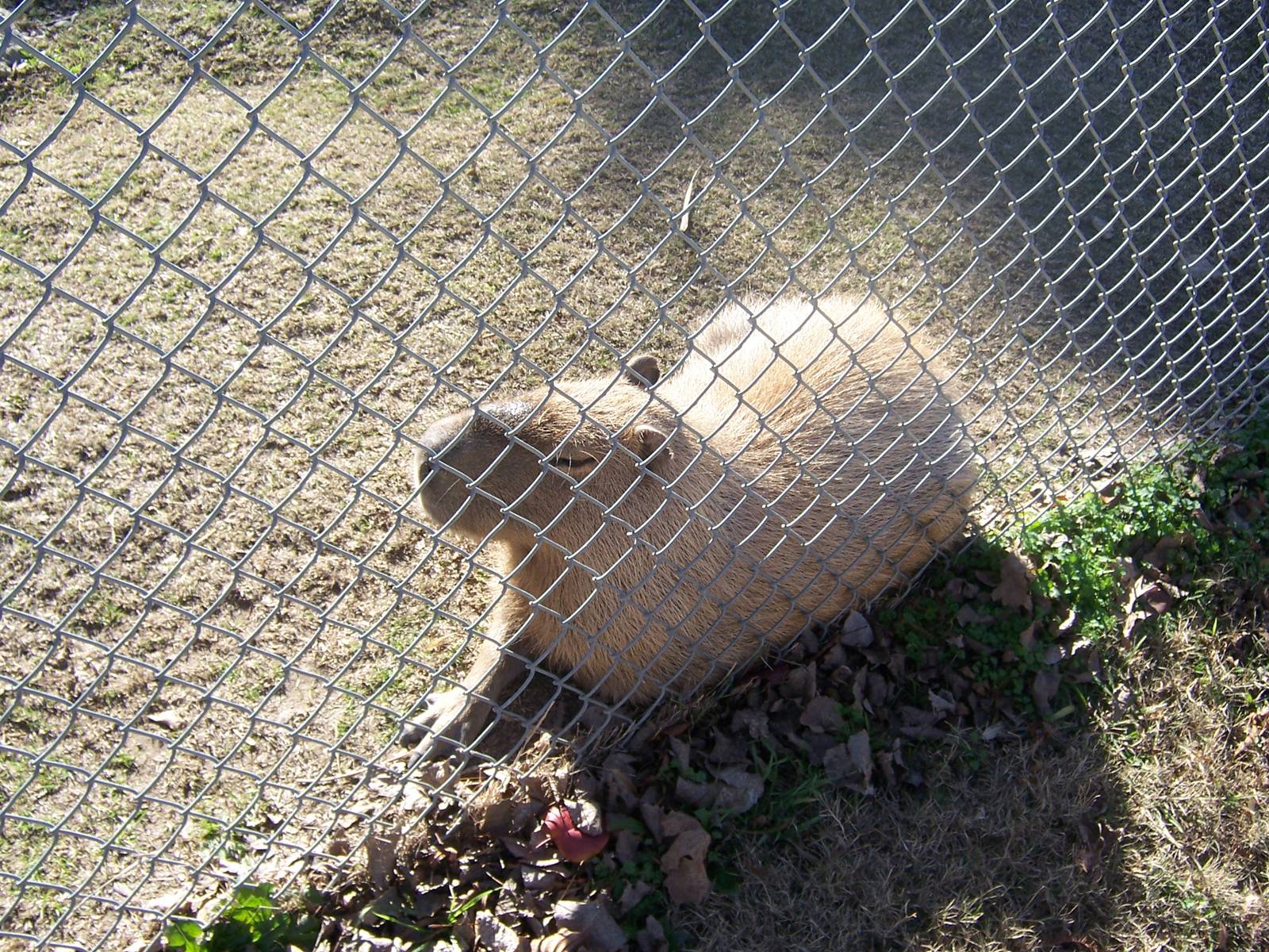 Capybara