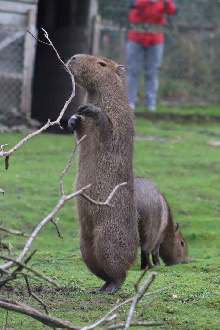 Capybara