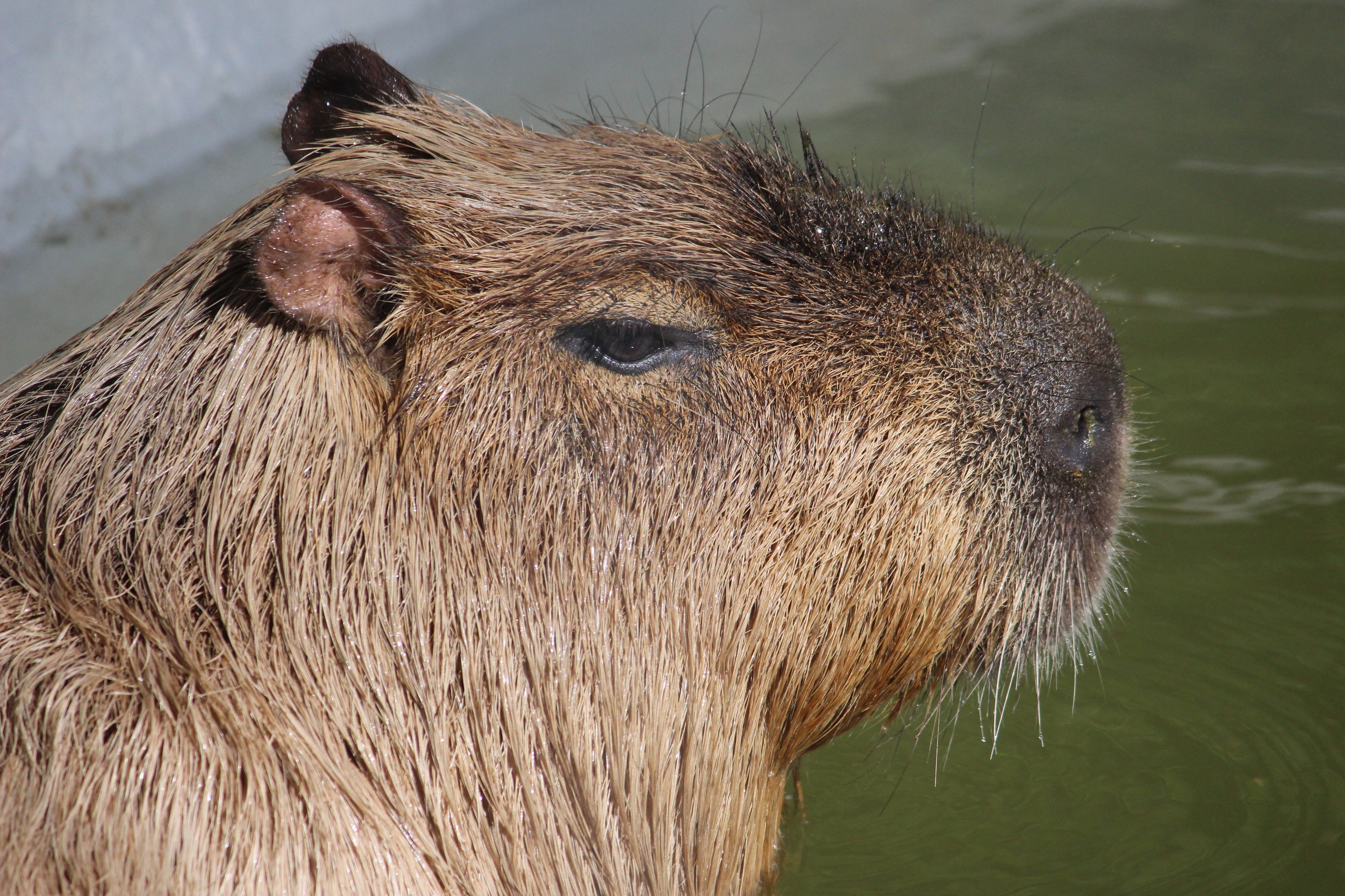 Capybara