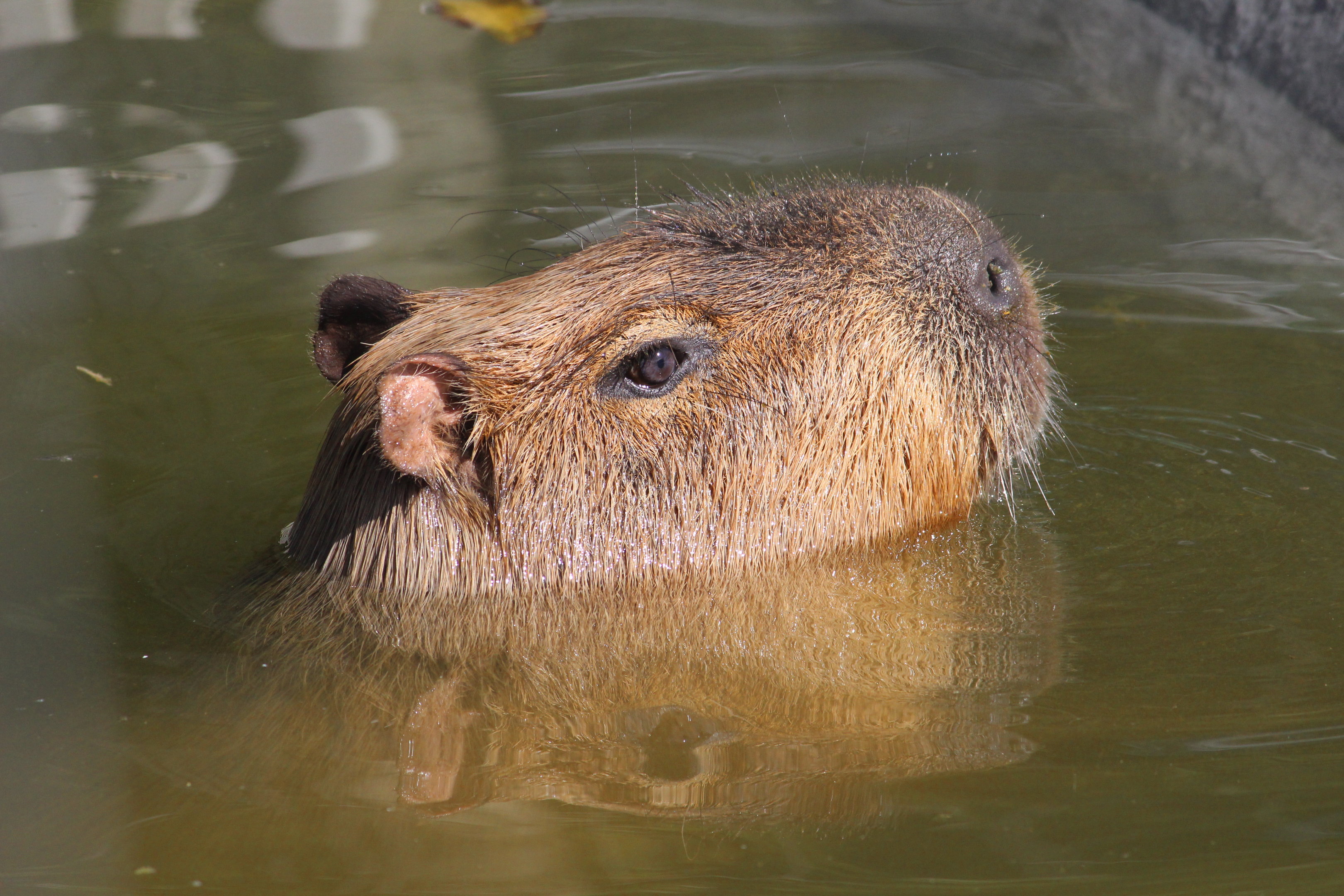Capybara