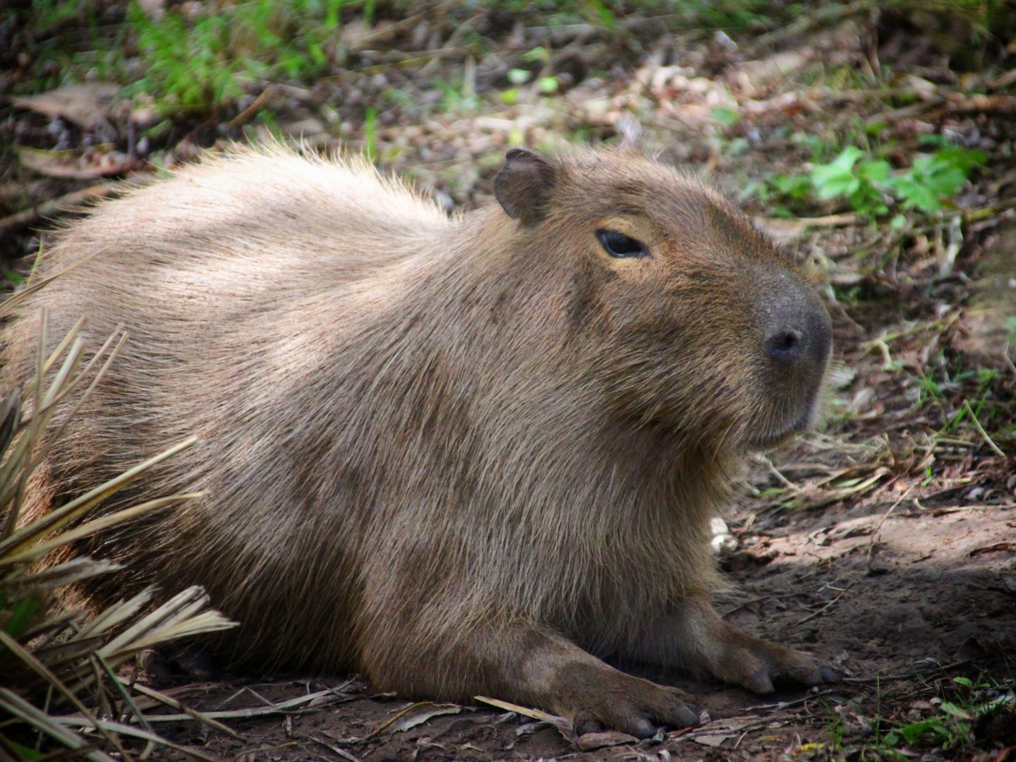 Capybara