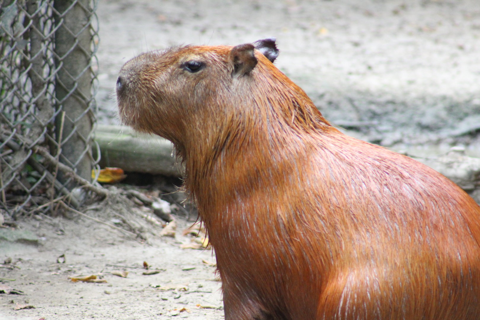 Capybara