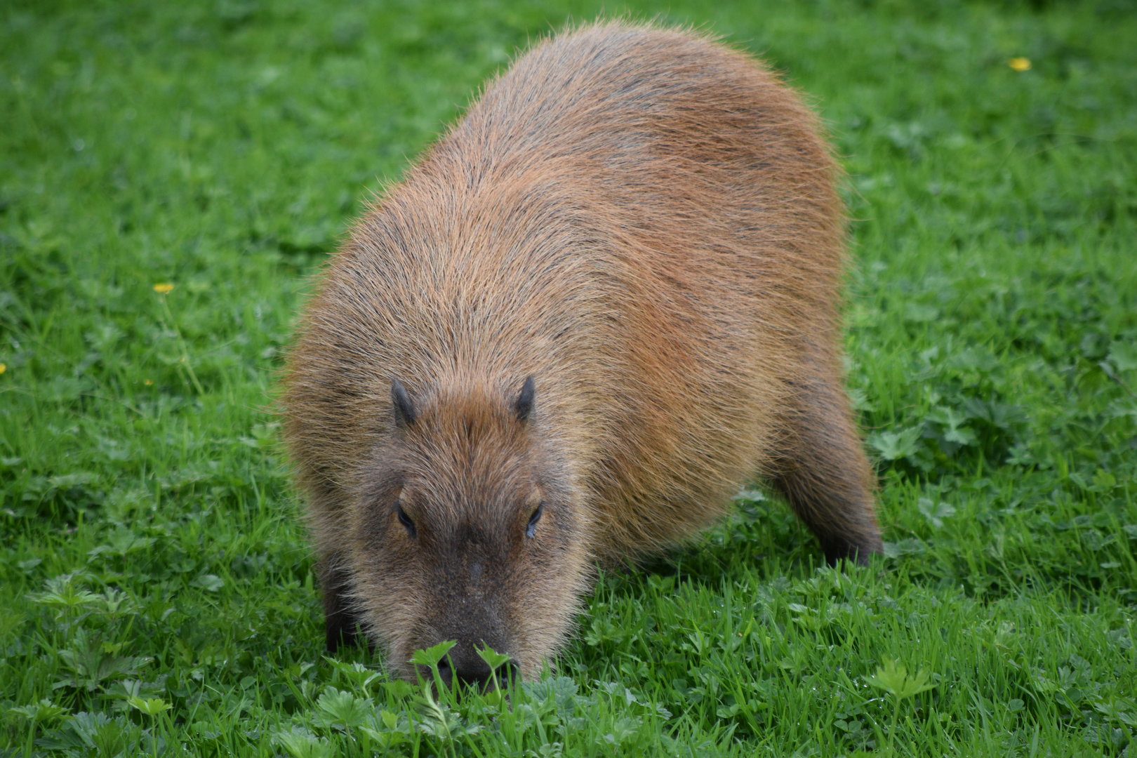 Capybara
