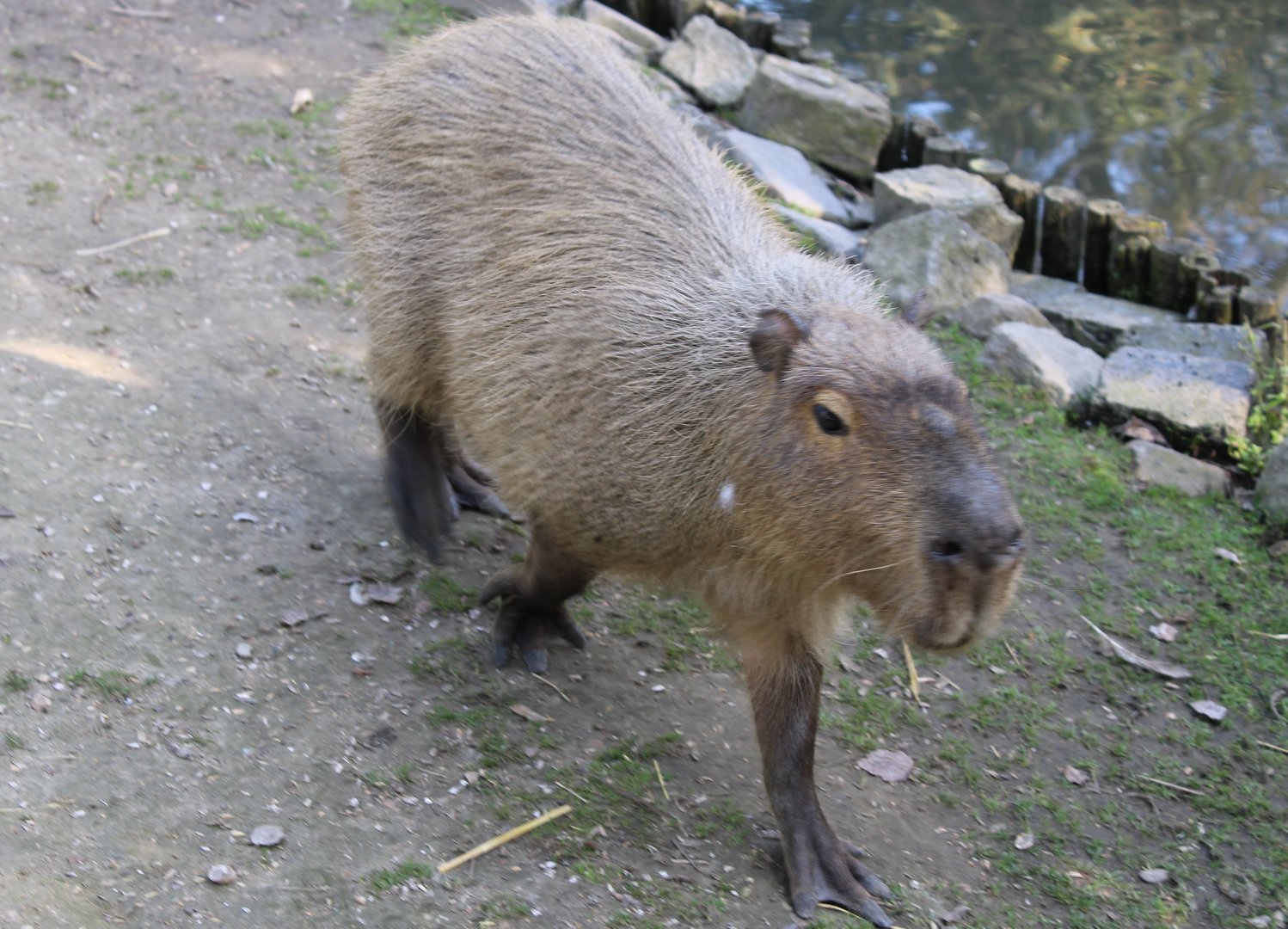 Capybara