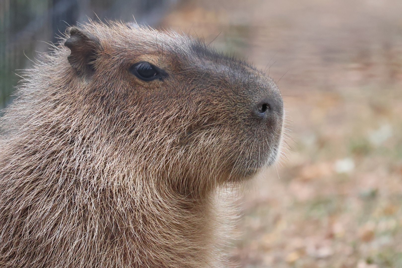 Capybara