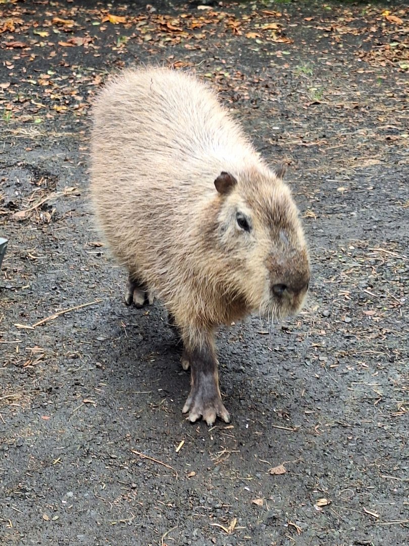 Capybara