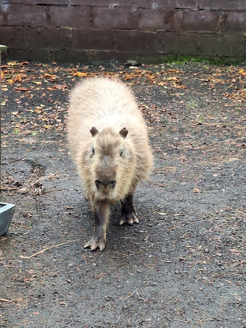 Capybara
