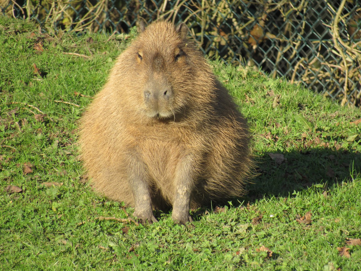 Capybara