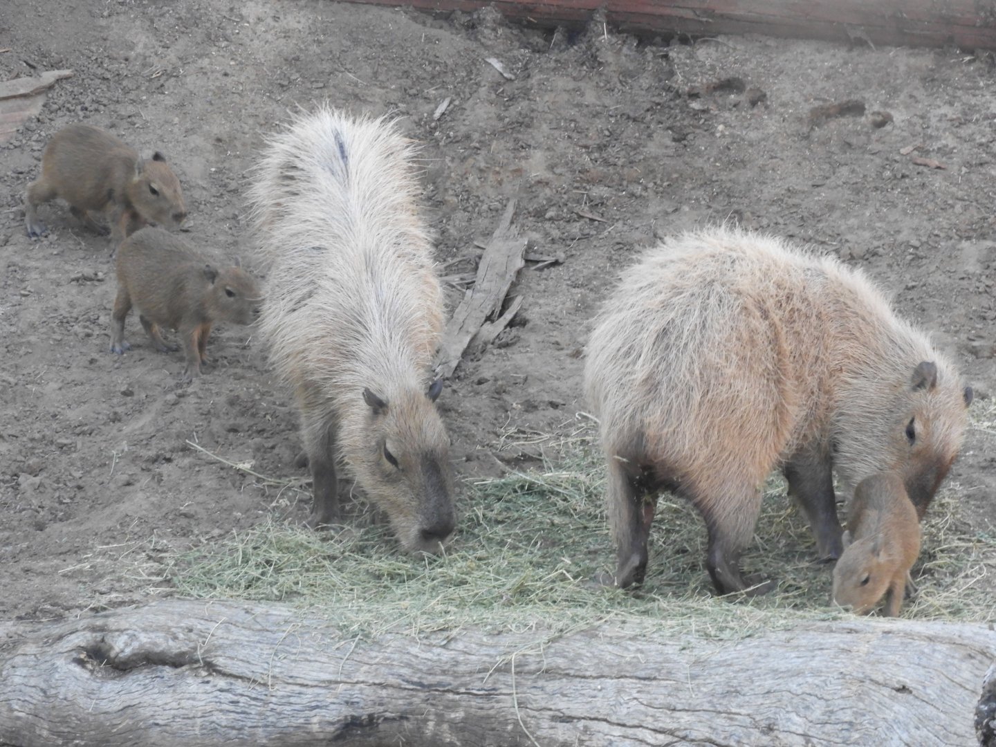 Capybara