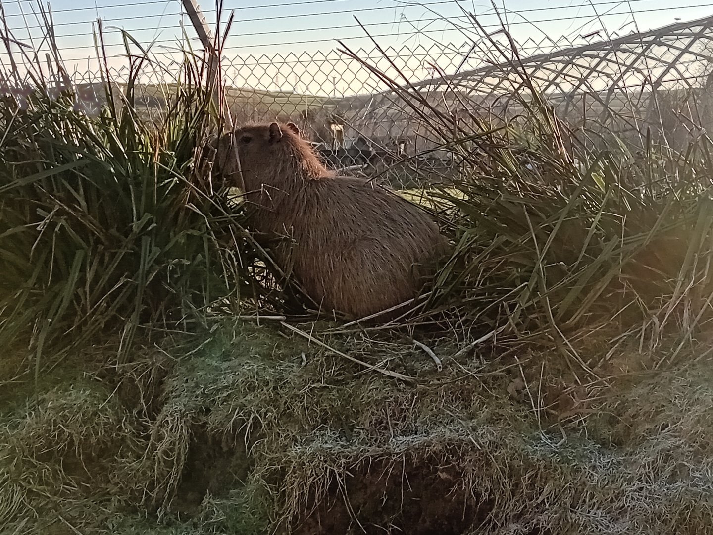 Capybara