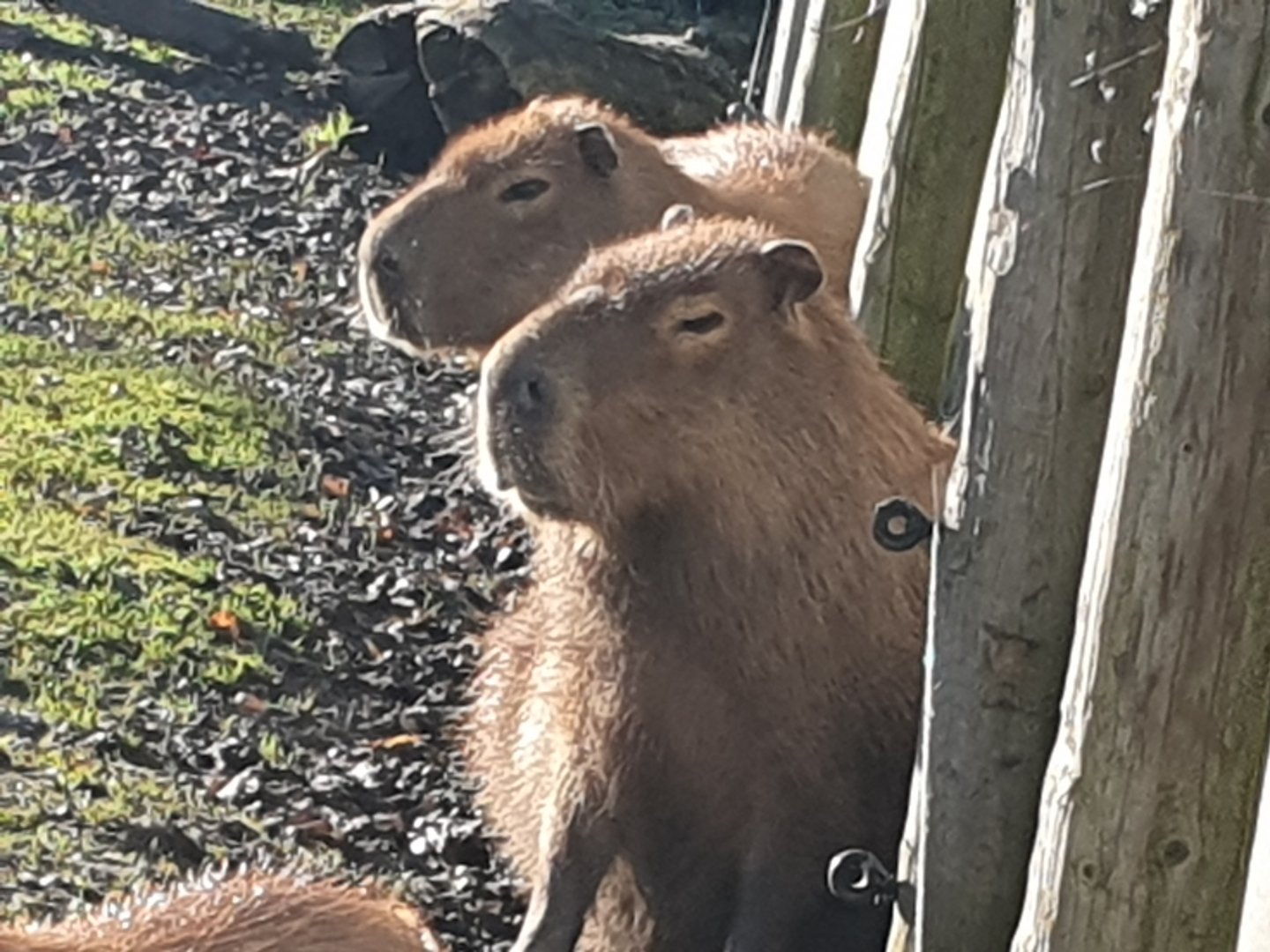 Capybara