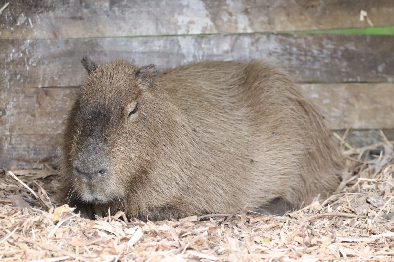 Capybara