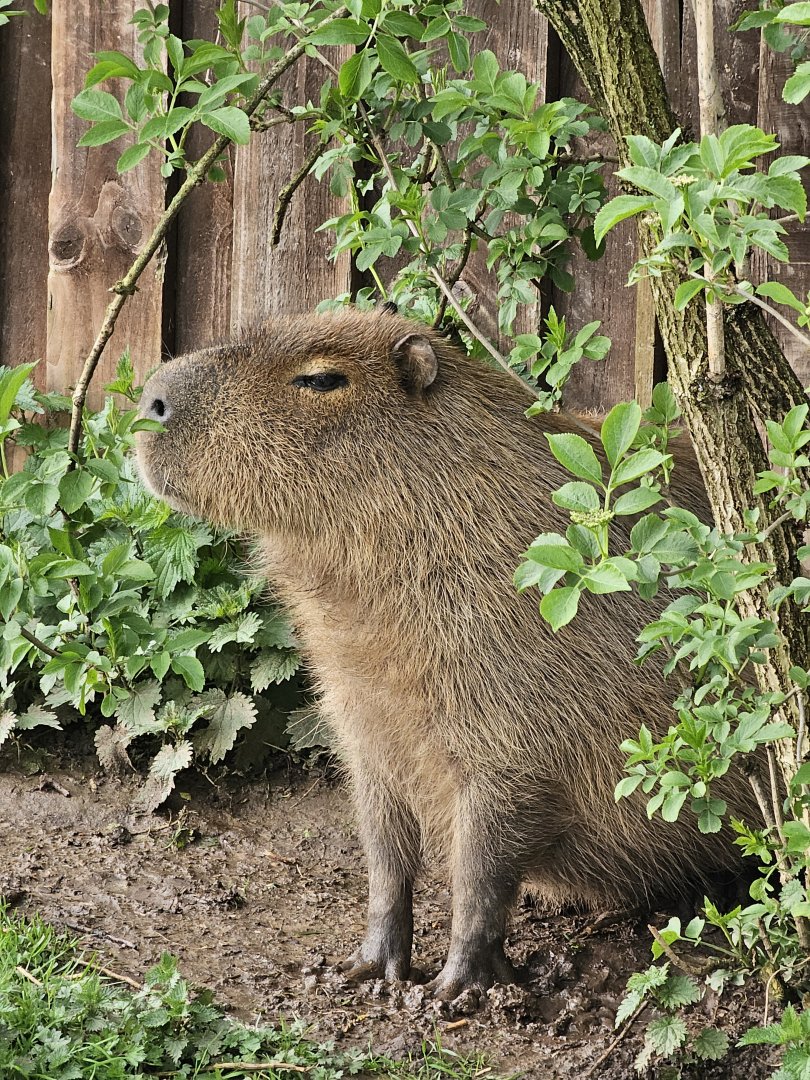 Capybara