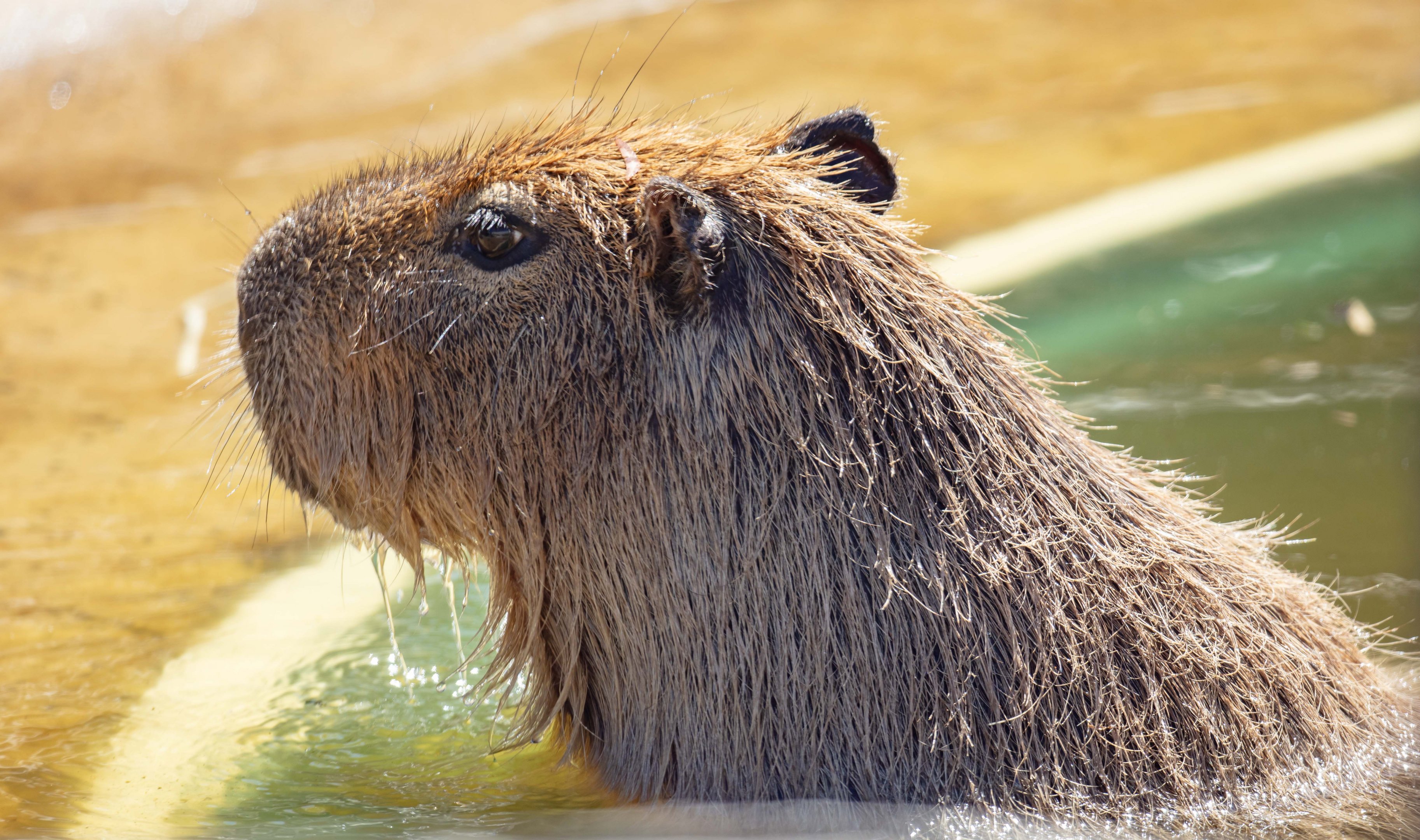 Capybara