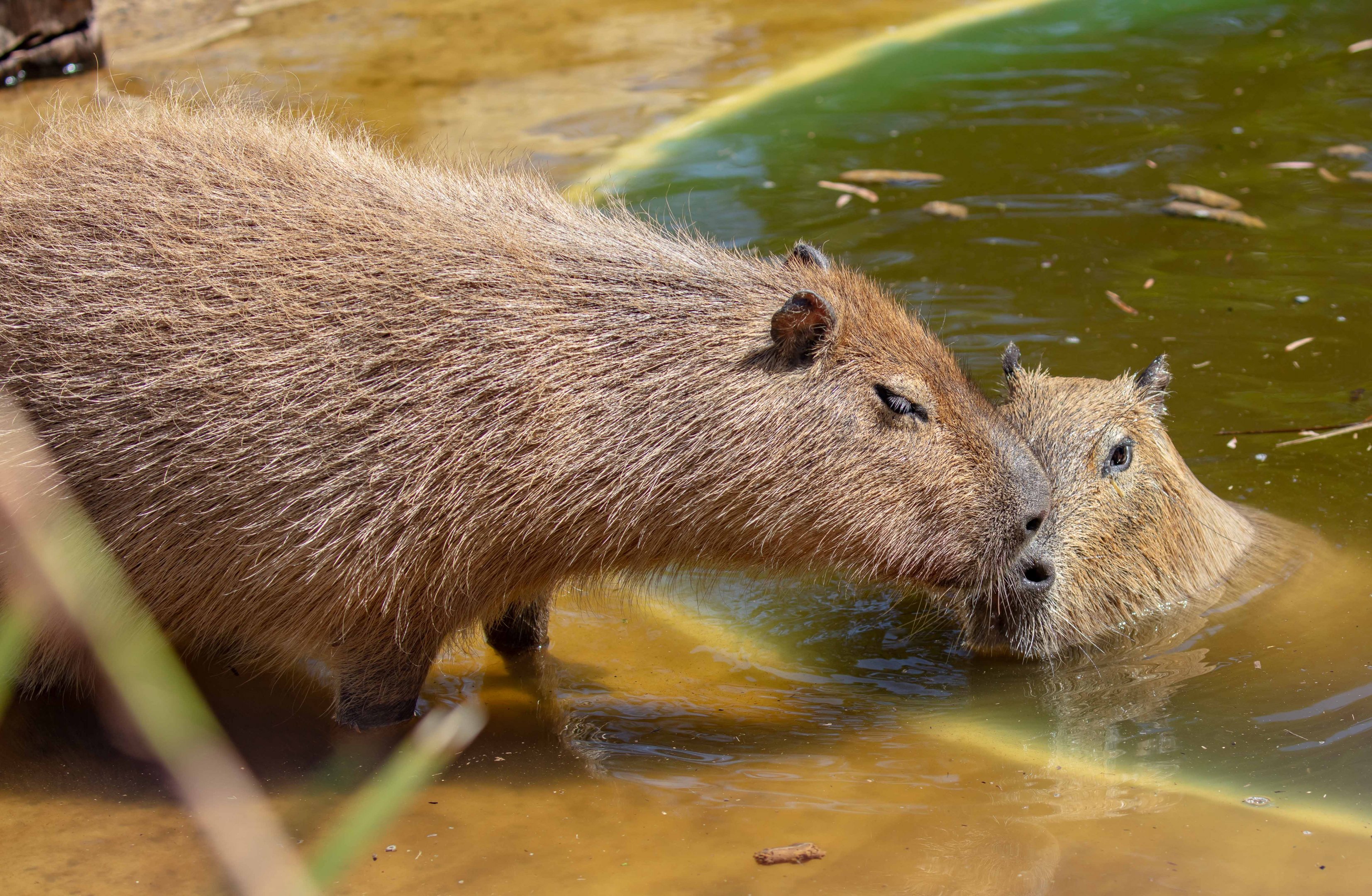 Capybara