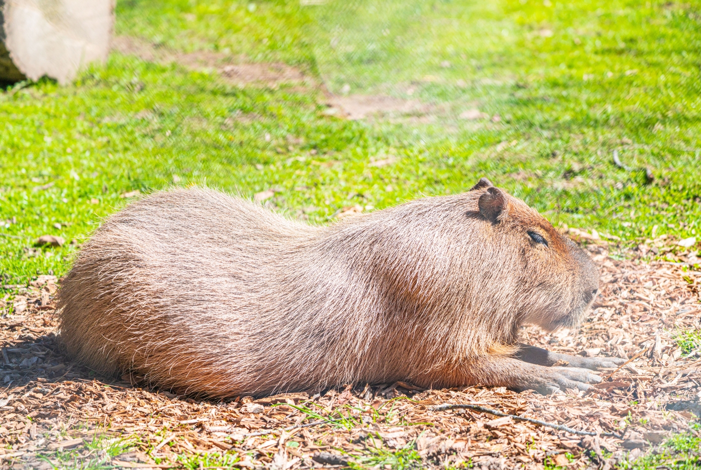 Capybara