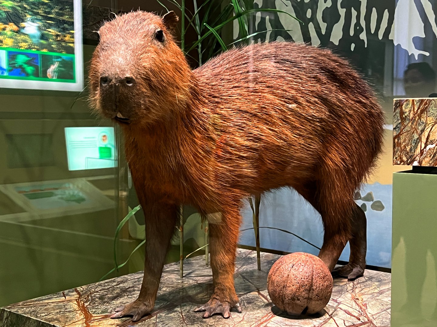 Capybara