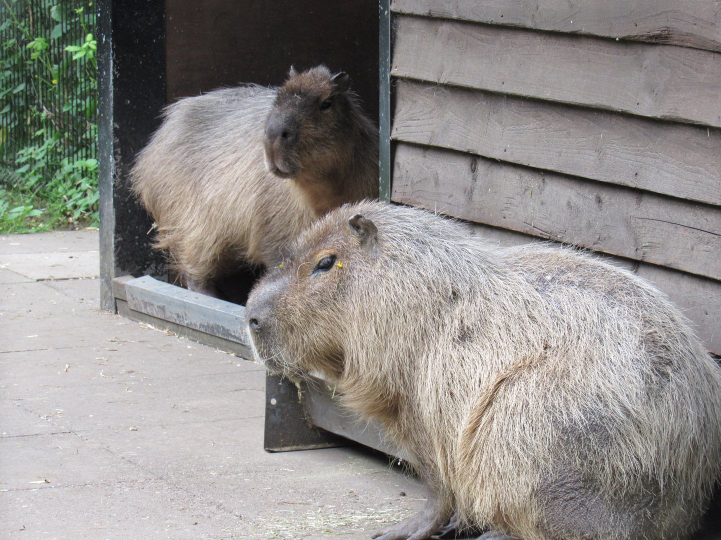 Capybara