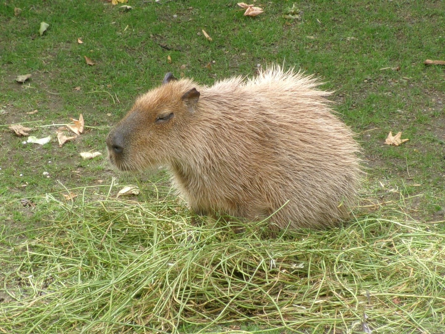 Capybara