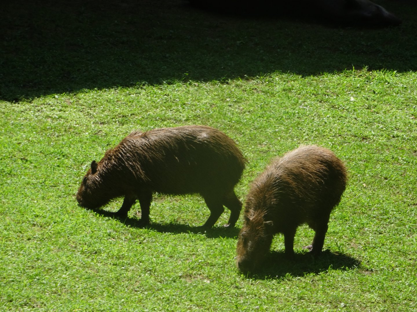 Capybara
