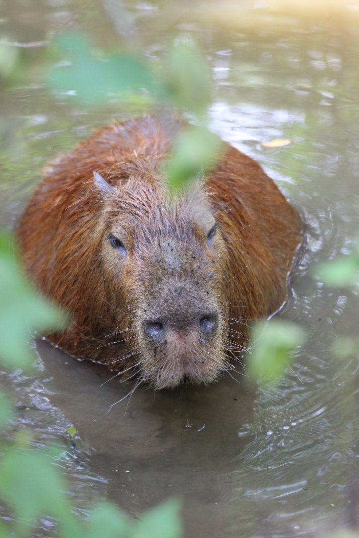Capybara