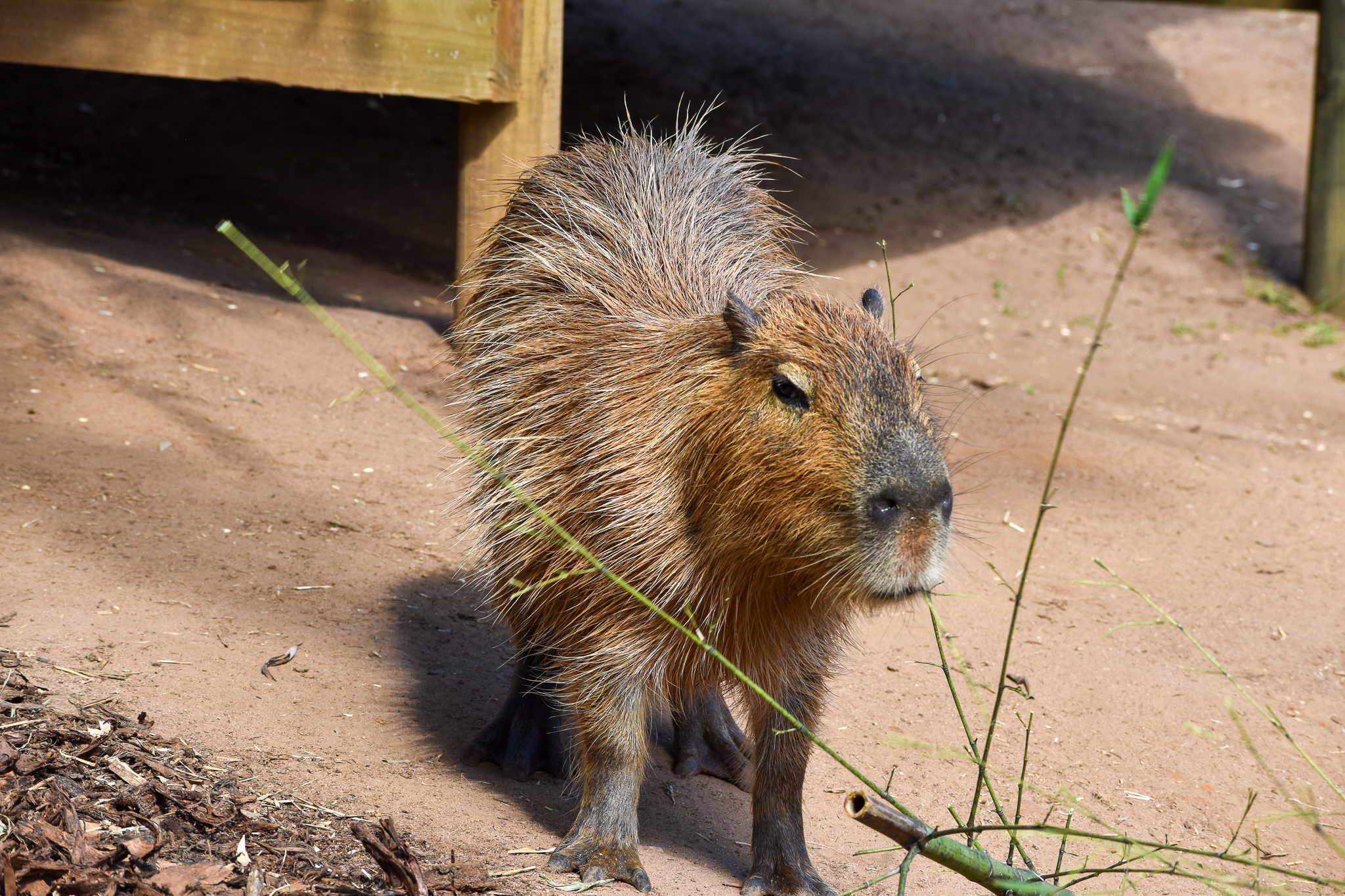 Capybara