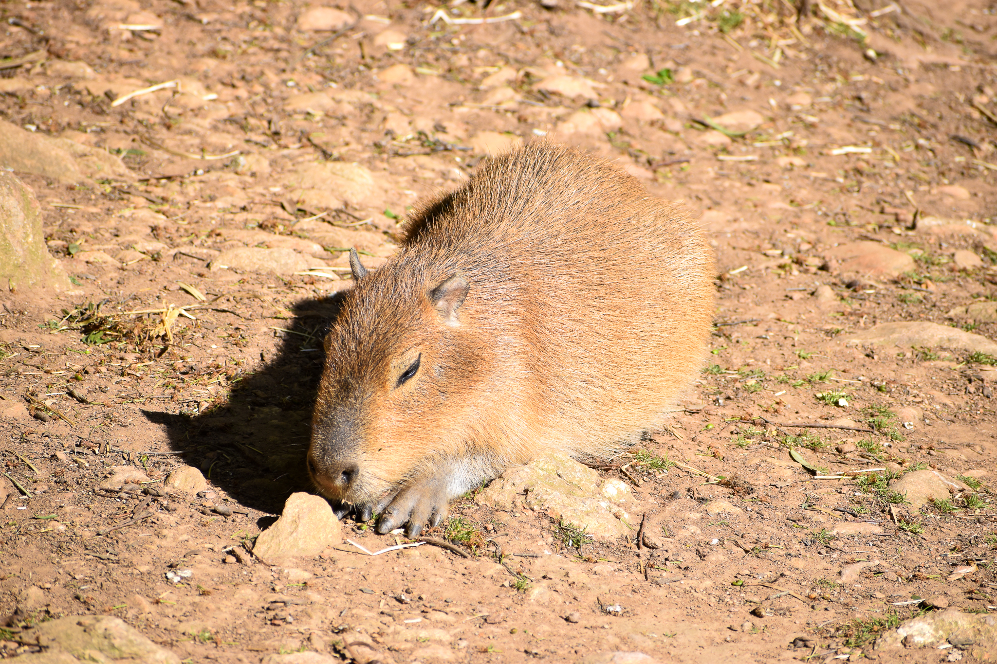 Capybara