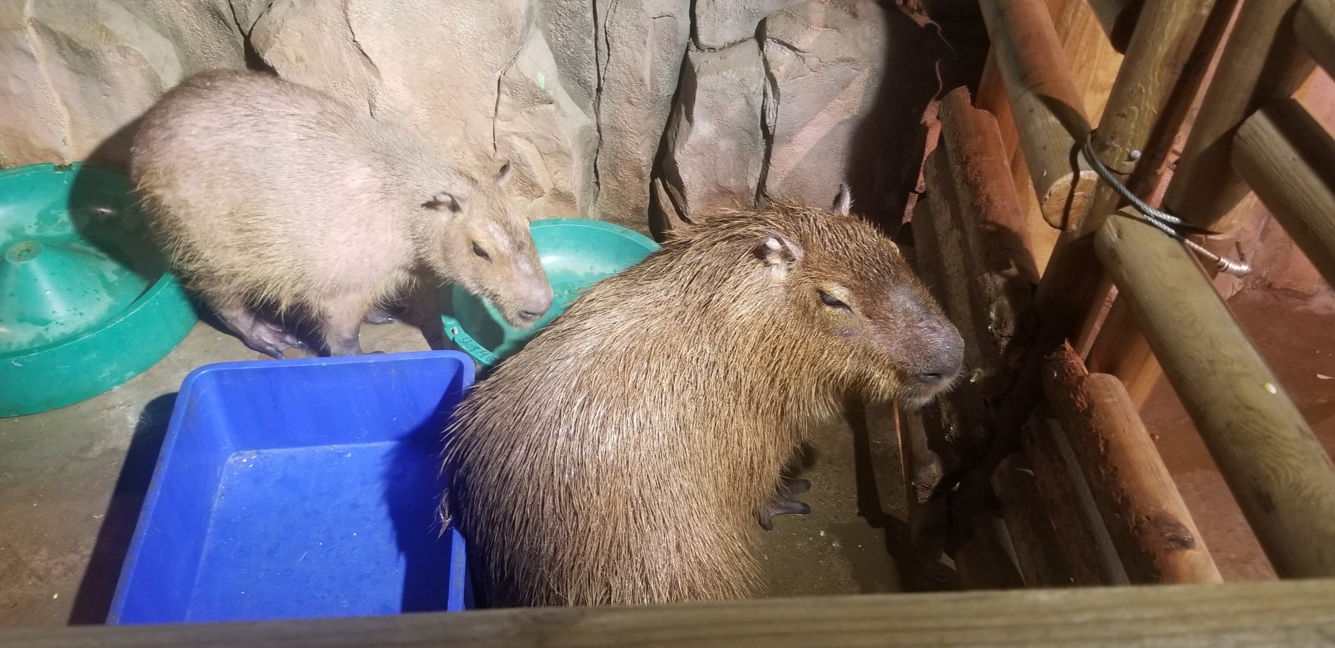 Capybara