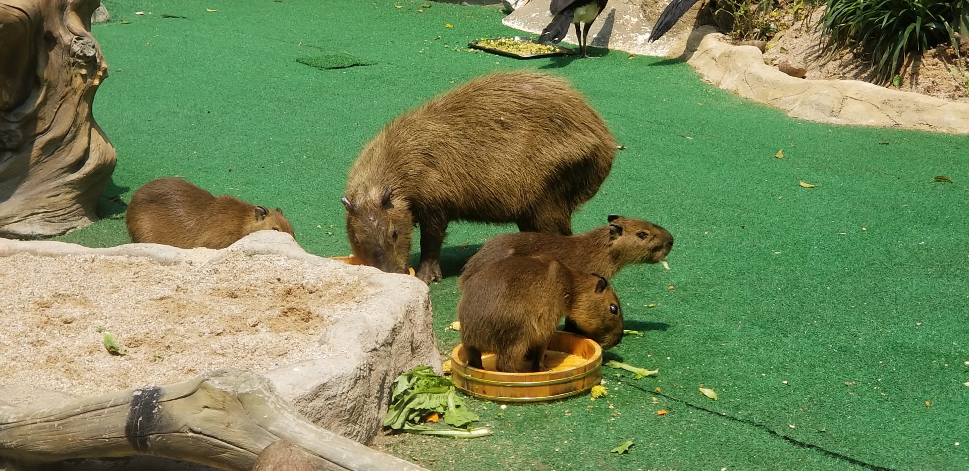 Capybara