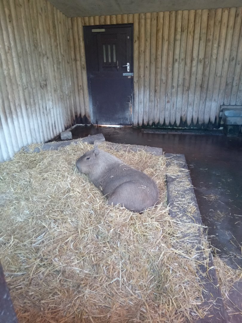 Capybara