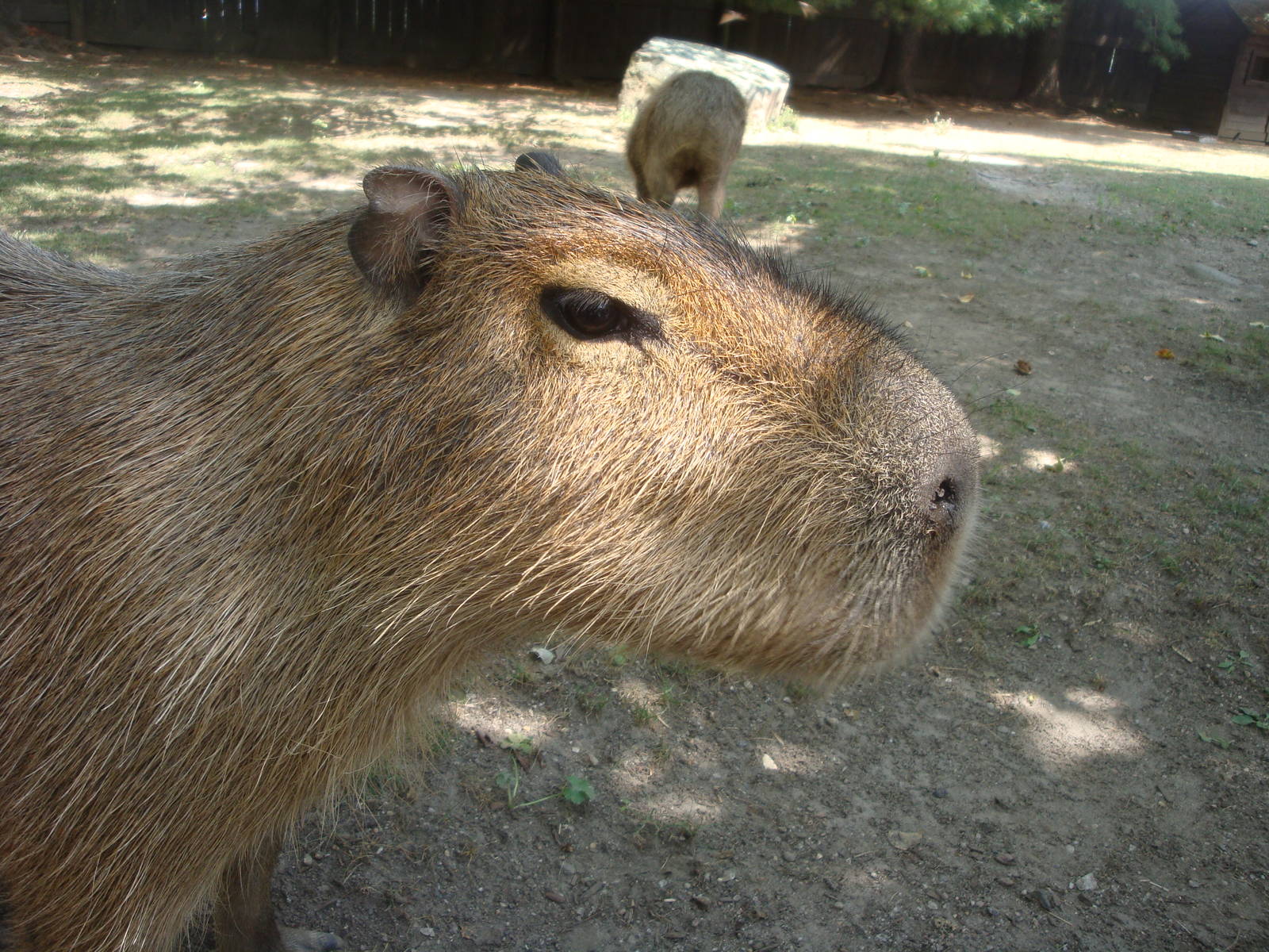 Capybara