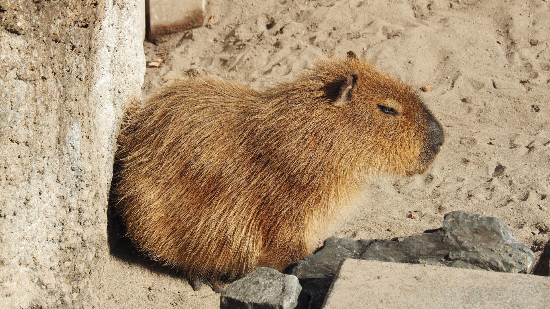Capybara