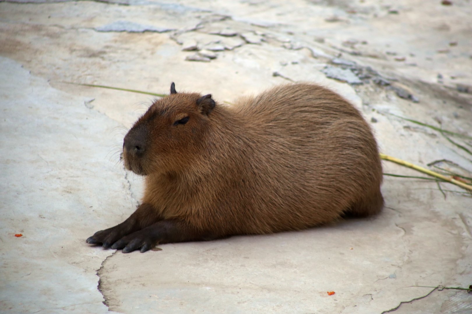 Capybara
