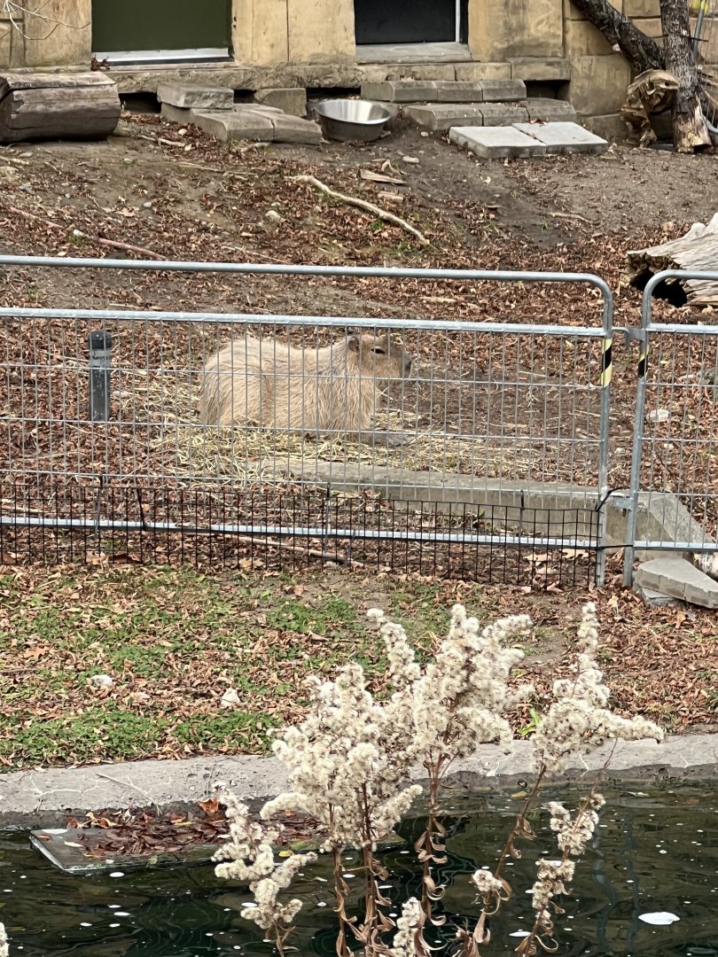 Capybara