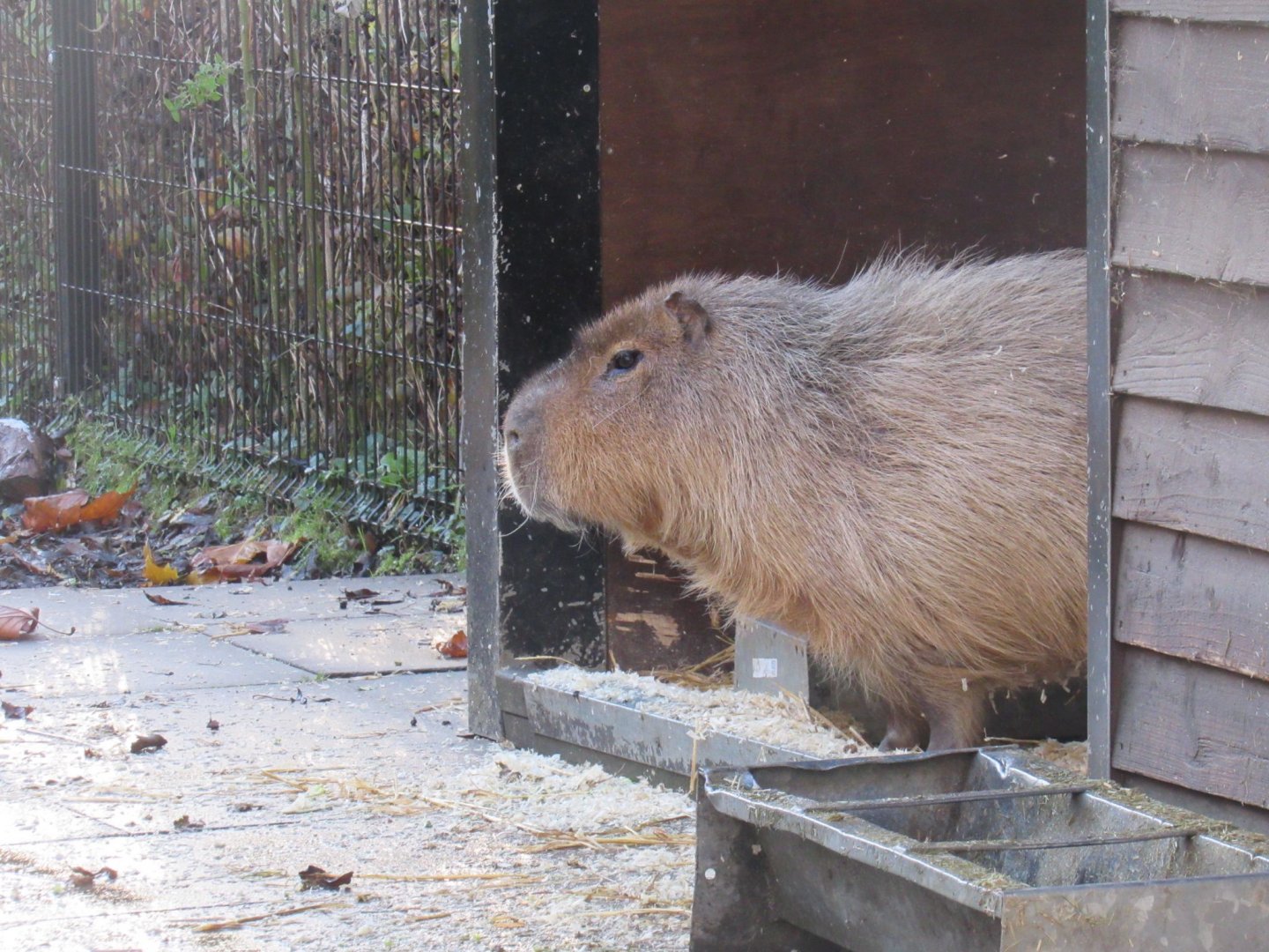 Capybara