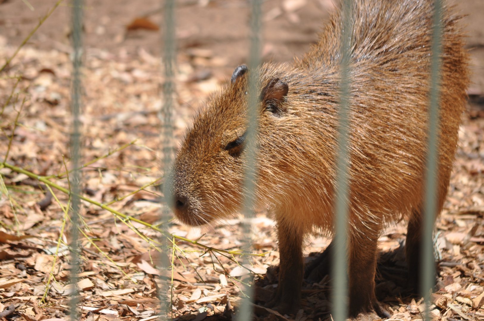 Capybara