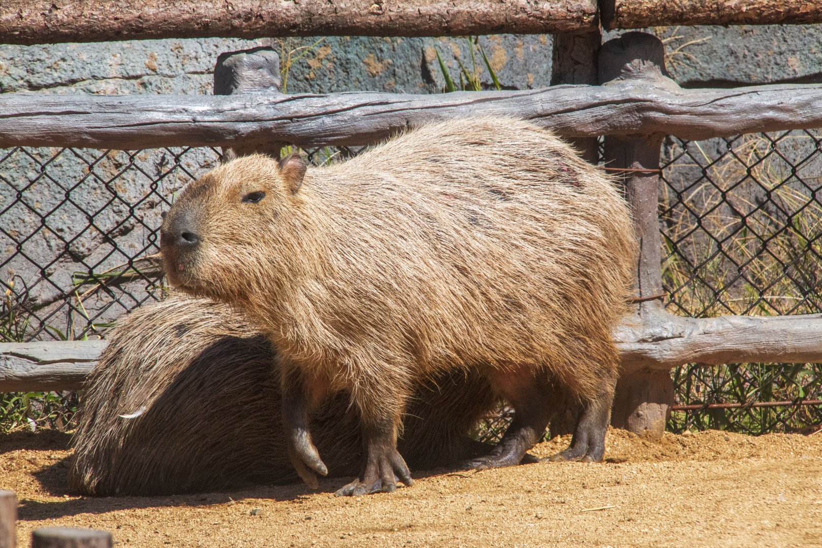 Capybara