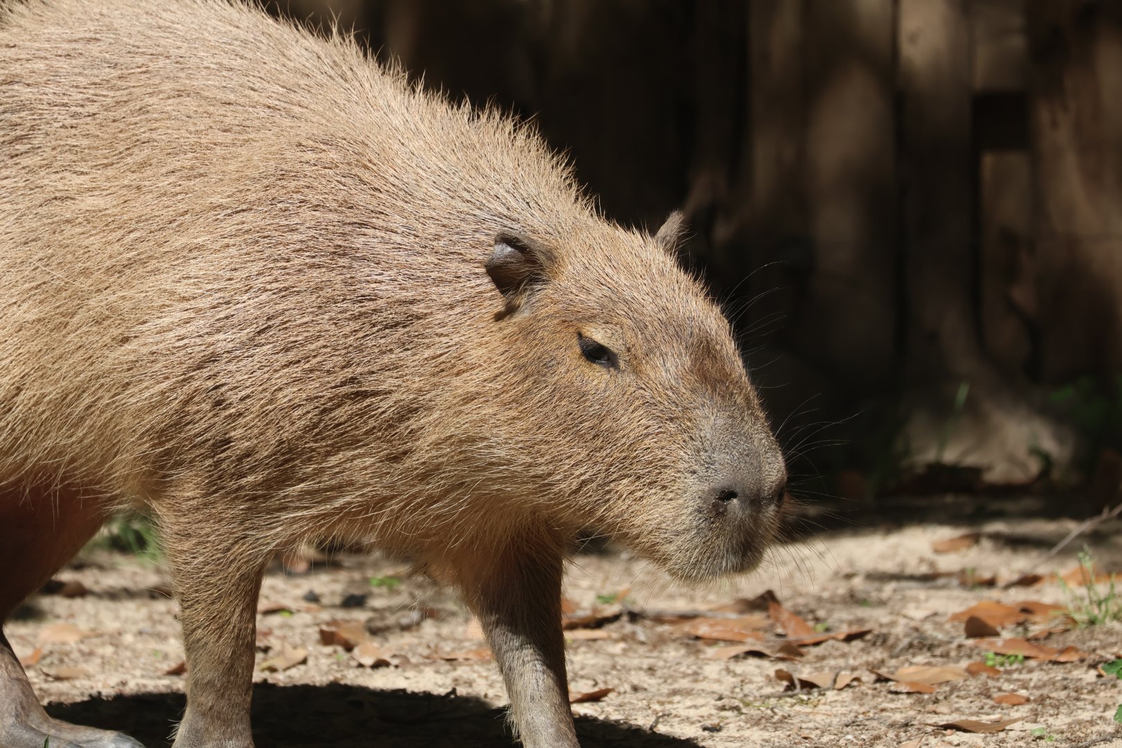 Capybara