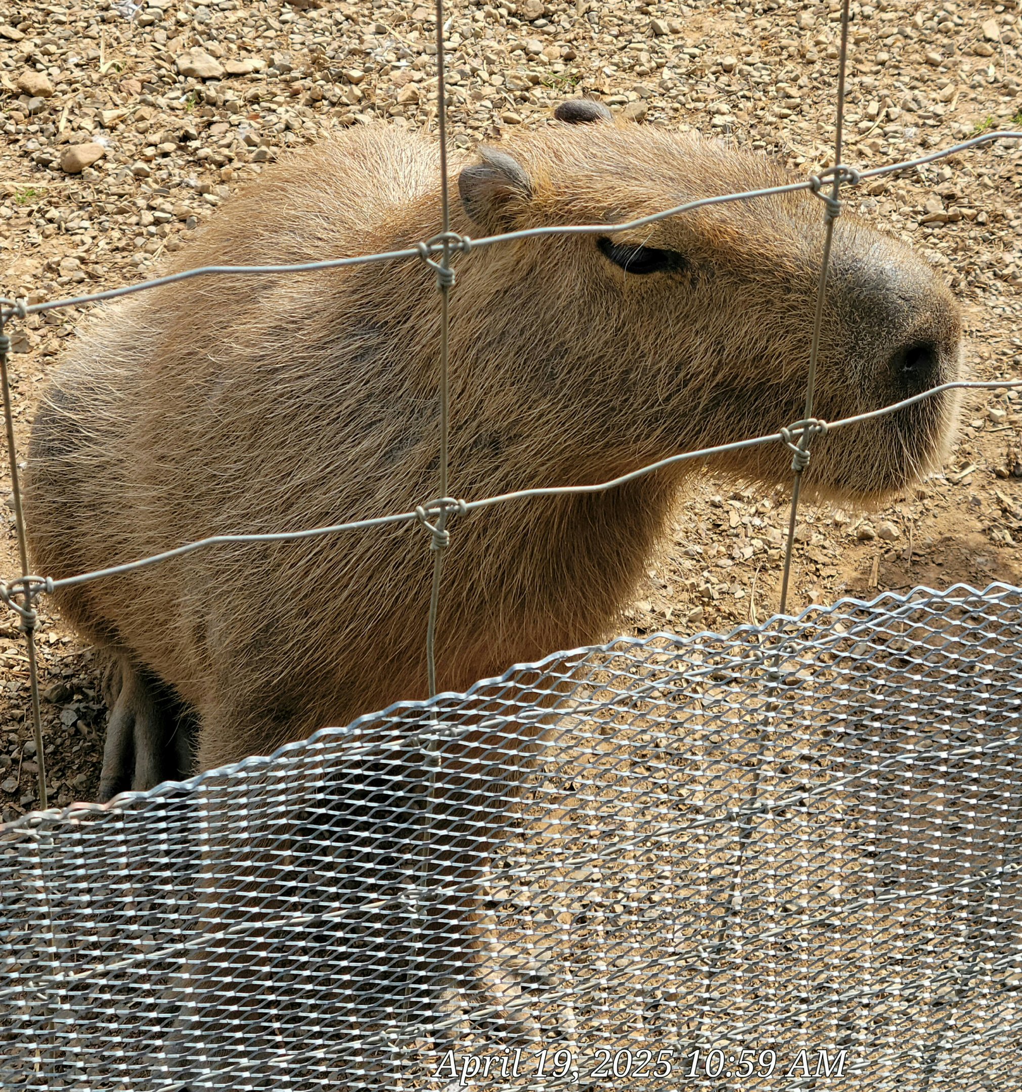 Capybara