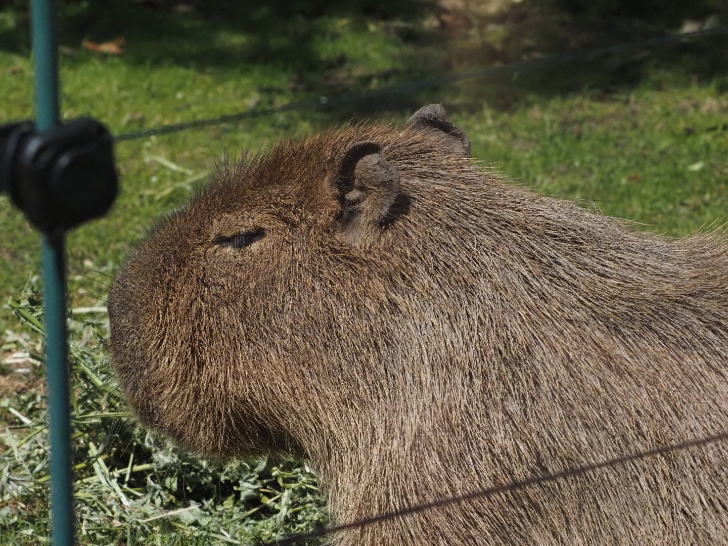 Capybara