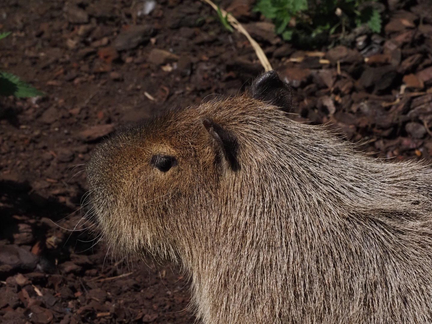 Capybara