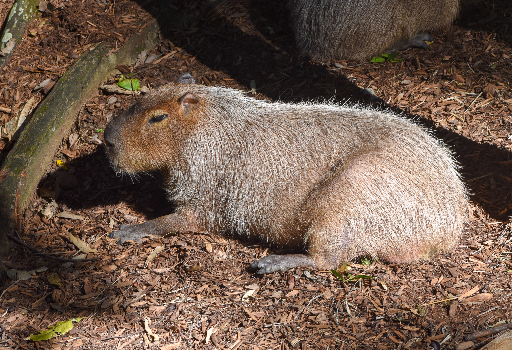 Capybara