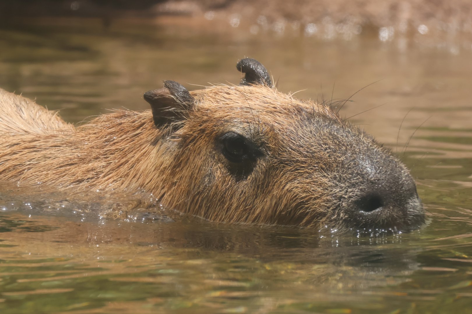 Capybara